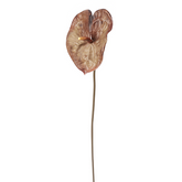 Anthurium VERA